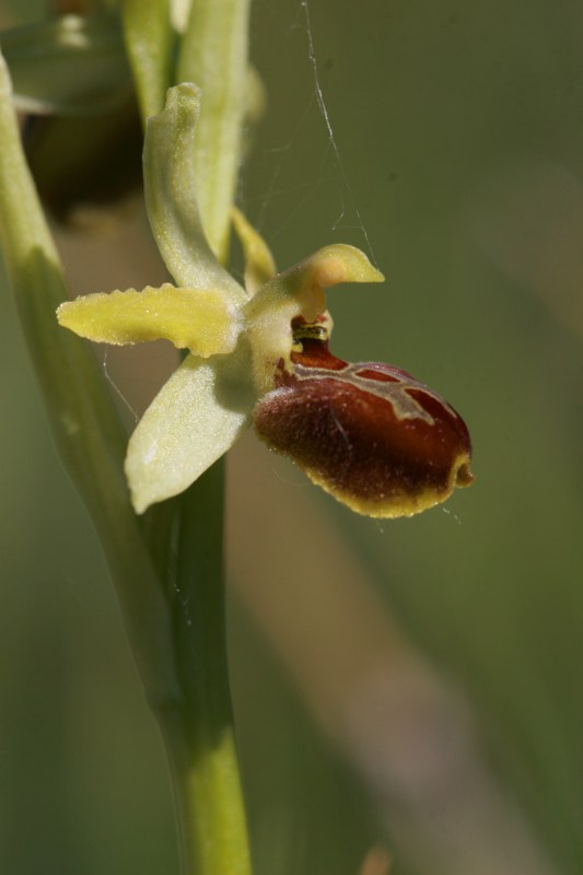 Oprhys sphegodes poco strana